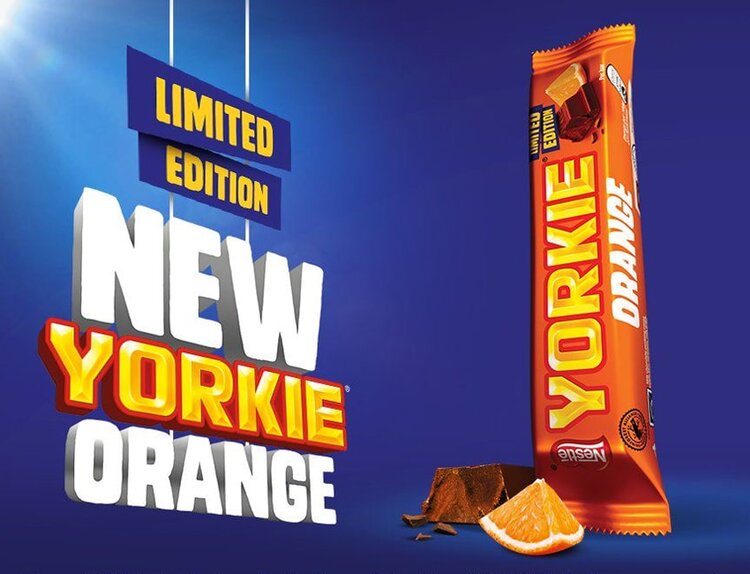 yorkie+orange-min
